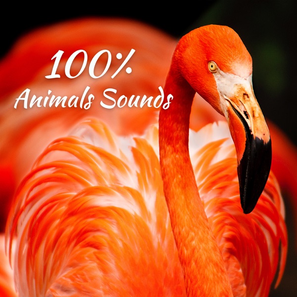 100% Animals Sounds: Awesome Wild Nature for Relaxation
