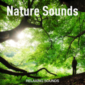 Nature Sounds song art