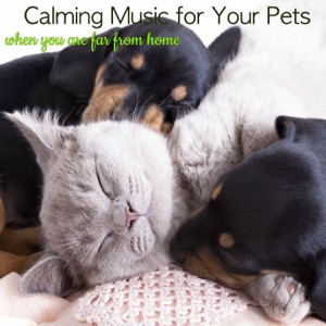 Calming Music for Your Pets When You Are Far from Home