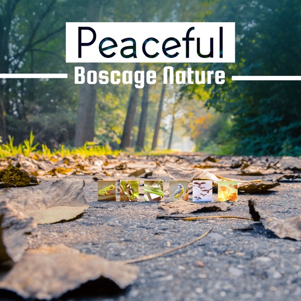 Peaceful Boscage Nature: Ambient Forest, Relieving Atmosphere, Woodpecker, Crickets and Wind, Quiet Music with Delicate Water Sounds