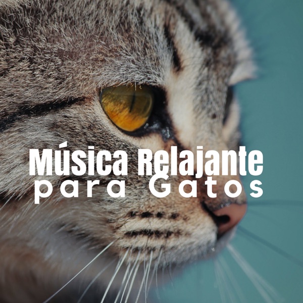 Música Relajante para Gatos 🐱 Sonidos de la Naturaleza y Música Calma para Relajar Gatos y Gatitos Inquietos
