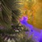 Ilyihyimy (feat. Tracques Omari) - Rude Nico lyrics
