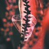 Blank Embrace - 52 Topora