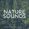 Nature Sounds (Music to Relax, Sleep, Meditate, Calm and Soothe) - SleepTherapy