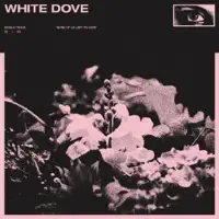 white dove — Koda