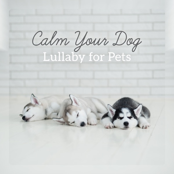 Calm Your Dog: Lullaby for Pets