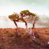 Nature's Ratio - Slowly Rolling Camera