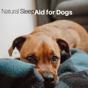 Natural Sleep Aid for Dogs - Relaxing Music