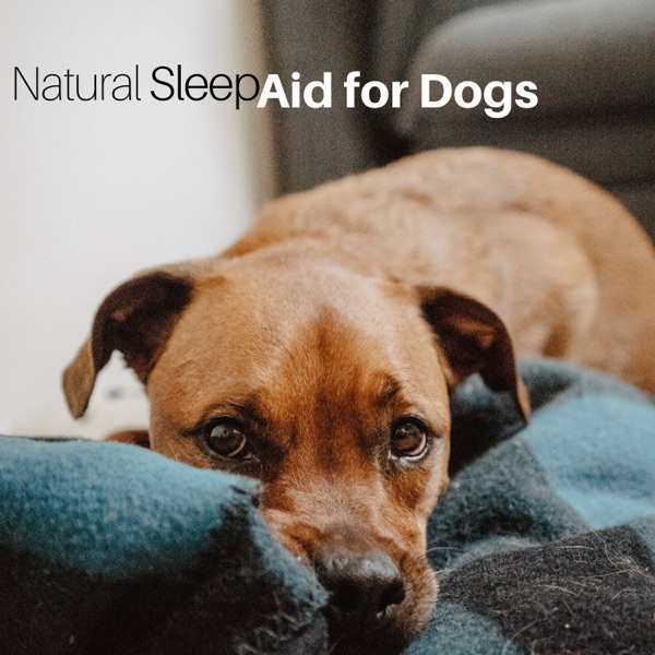 Natural Sleep Aid for Dogs - Relaxing Music
