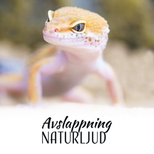 Avslappning: Naturljud för mindfulness, yogakurser, andningsövningar, spa massage och välbefinnande
