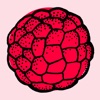 Raspberry - Single