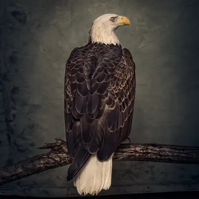 Book of Bad Decisions - Clutch Book of Bad Decisions - Clutch