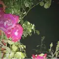 Pretty Gal