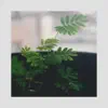 David Edren - Plant Charmer
