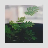 David Edren — Plant Charmer