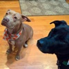Dog Songs