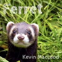 Ferret - Kevin MacLeod