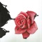Ashes - Sean Curran lyrics