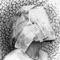 A Gentle Trap - Magu the Dog lyrics