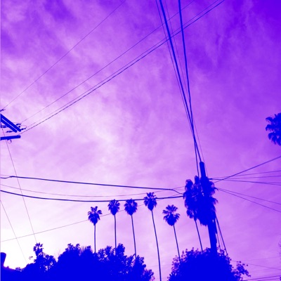 Palm Trees & Power Lines