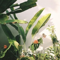 Backwoods - Single - leaf beach & fushou.