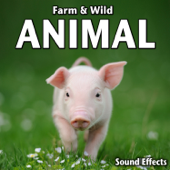 Large Wild Boar or Pig Grunting and Eating (Version 1) song art