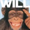 WILL ジャケット写真