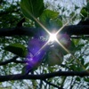 Show Me the Glint of Light