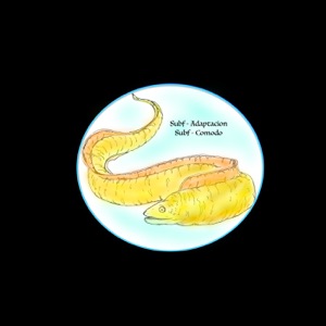 Adaptacion - Single