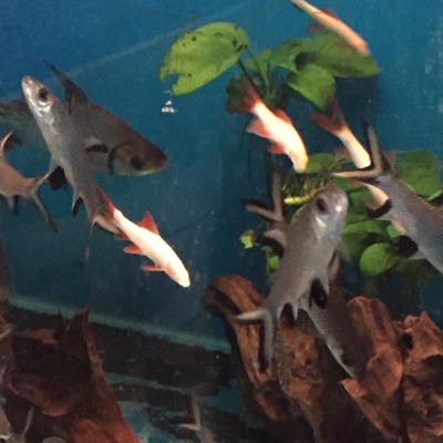 Complicated Freak - Single