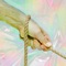 A Metallick Taste (feat. Jonah Levine Collective) - Daedelus lyrics
