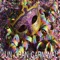 Bailan en las Calles - Cuco Valoy lyrics