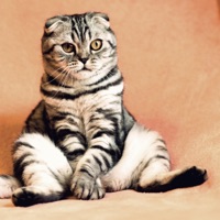 The Cat Strut - Single - Dyalla & GurtyBeats