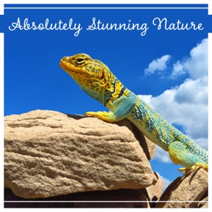 Absolutely Stunning Nature - Deep Relaxation Music for Spa, Yoga, Meditation, Sleep