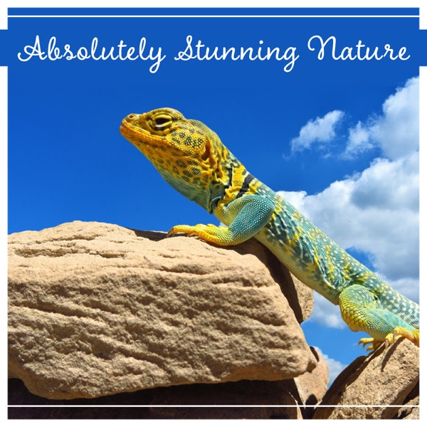 Absolutely Stunning Nature - Deep Relaxation Music for Spa, Yoga, Meditation, Sleep