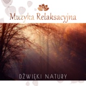 Muzyka Relaksacyjna: Dźwięki Natury – Szum Fal, Śpiew Ptaków, Spokojna Muzyka New Age do Jogi, Czytania, Zasypiania, Medytacji, Na Stres artwork