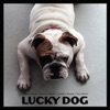 Lucky Dog (feat. Yoni Zelnik & Frédéric Pasqua)