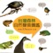Formosan Giant Cicada - Yang Ya-Tang lyrics