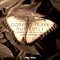 Butterfly - Corvino Traxx lyrics