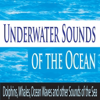Underwater Sounds of the Ocean: Dolphins, Whales, Ocean Waves and Other Sounds of the Sea - Robbins Island Music Group