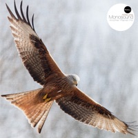 Another Planet FM - Single - Monosound