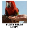 Funny Birds Loops