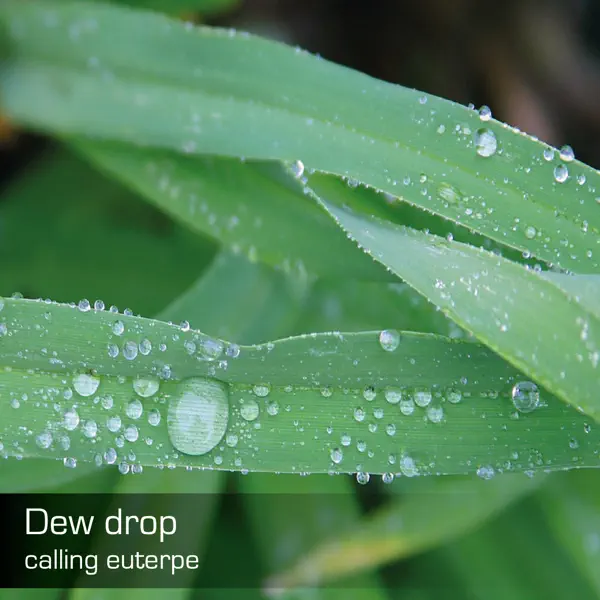 Dew Drop — Calling Euterpe