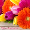 Spa Ambient - Relaxing Zen Spa Music & Background Instrumental Music for Spa Resorts, Spa Massage and Relaxation, 2015