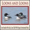 Common Loon Calls - John Story lyrics