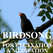 Birds Tweeting & Gentle Lapping Water