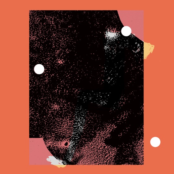 Cover artwork for Walrus