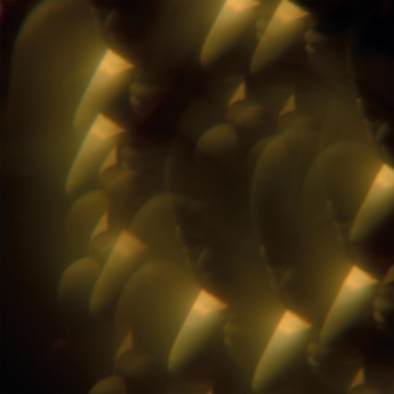 Cover artwork for Foraging