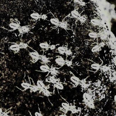 ant mill - Single