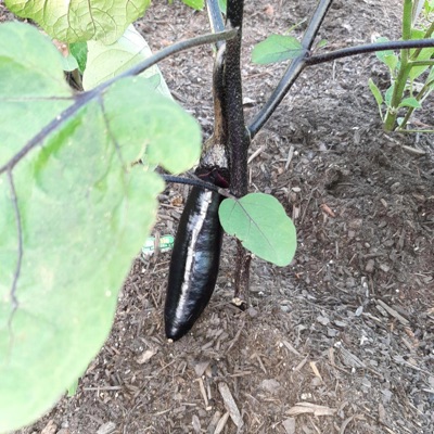 Dance of the Eggplants - Single